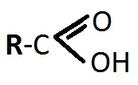 Sintesi degli acidi organici, Biosintesi degli acidi grassi